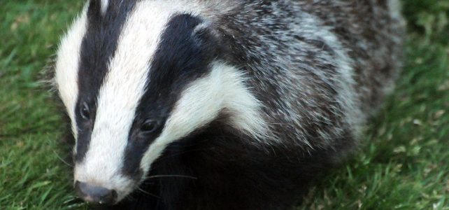 Badger