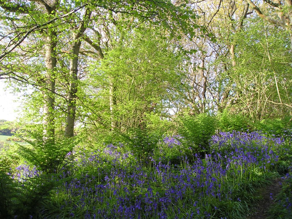 Hastings Country Park woodland